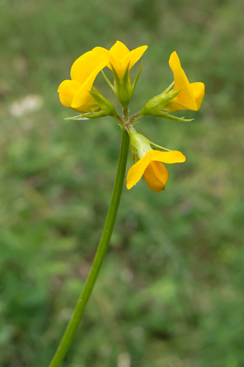 Scorpiurus subvillosus / Erba-Lombrica pelosetta